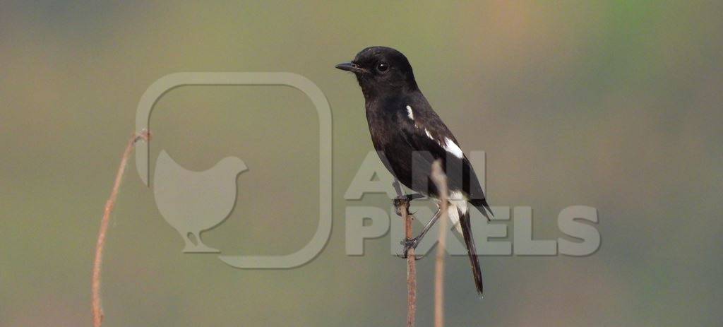 Oriental magie robin or Indian magpie robin, India
