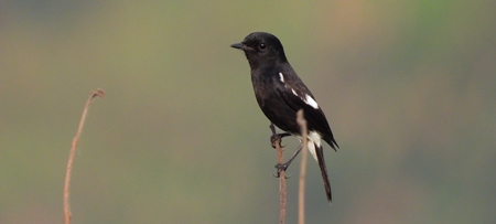 Oriental magie robin or Indian magpie robin, India