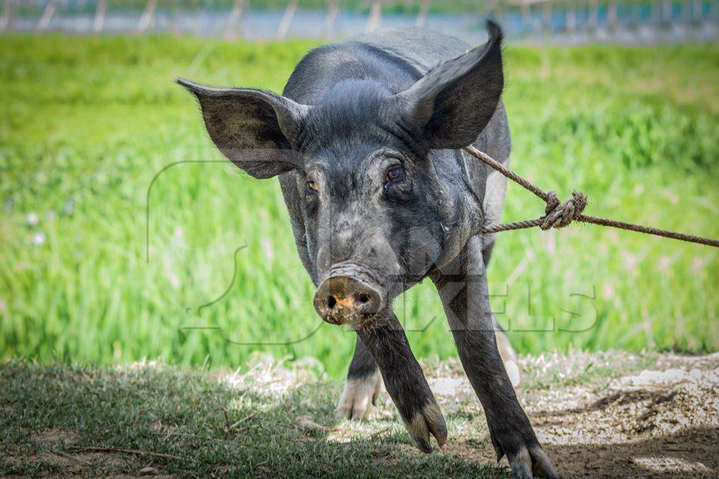 Pig tied with rope on rural farm in Manipur with green field behind