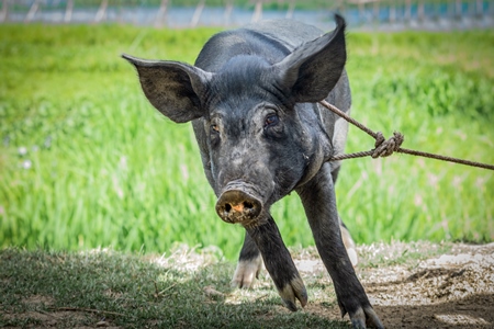 Pig tied with rope on rural farm in Manipur with green field behind