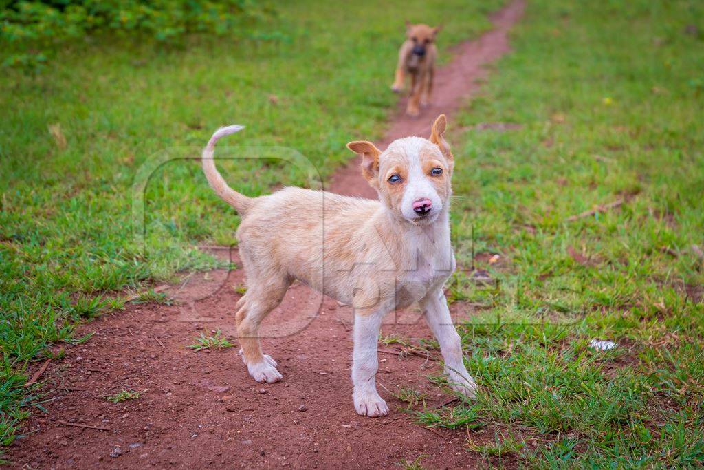 Indian stray or street puppy dogs in urban city in Maharashtra in India