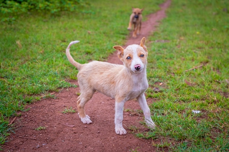 Indian stray or street puppy dogs in urban city in Maharashtra in India