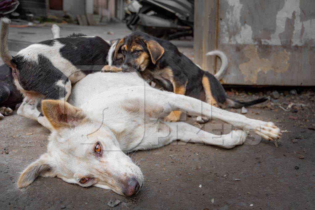 Indian stray street dog mother with litter of stray street puppies suckling, Maharashtra, India, 2020