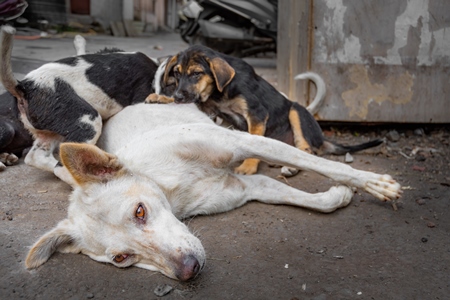 Indian stray street dog mother with litter of stray street puppies suckling, Maharashtra, India, 2020