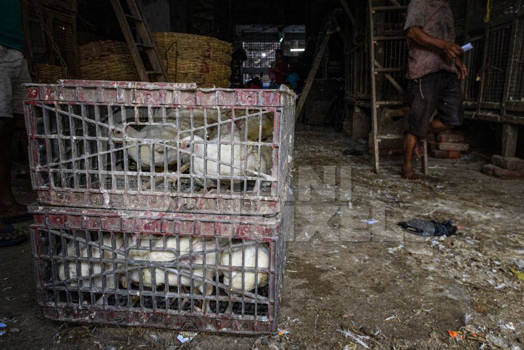Crate of Indian broiler chickens at the chicken meat market inside New Market, Kolkata, India, 2022
