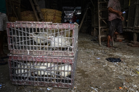 Crate of Indian broiler chickens at the chicken meat market inside New Market, Kolkata, India, 2022