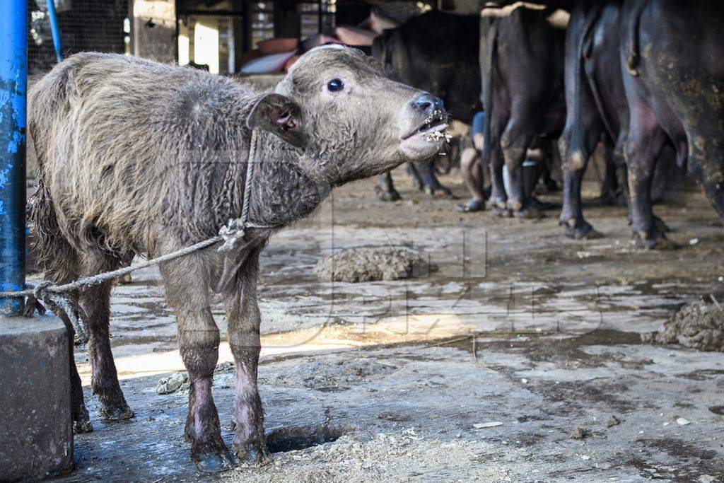 Farmed Indian buffalo calf crying for his mother, with a line of chained female buffaloes in the background on an urban dairy farm or tabela, Aarey milk colony, Mumbai, India, 2023