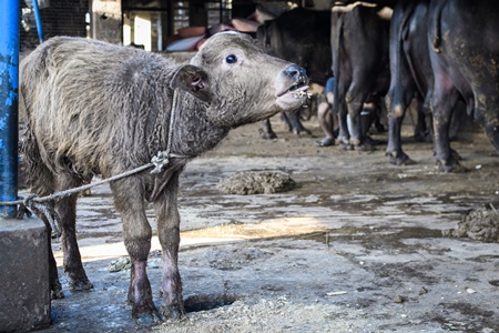 Farmed Indian buffalo calf crying for his mother, with a line of chained female buffaloes in the background on an urban dairy farm or tabela, Aarey milk colony, Mumbai, India, 2023