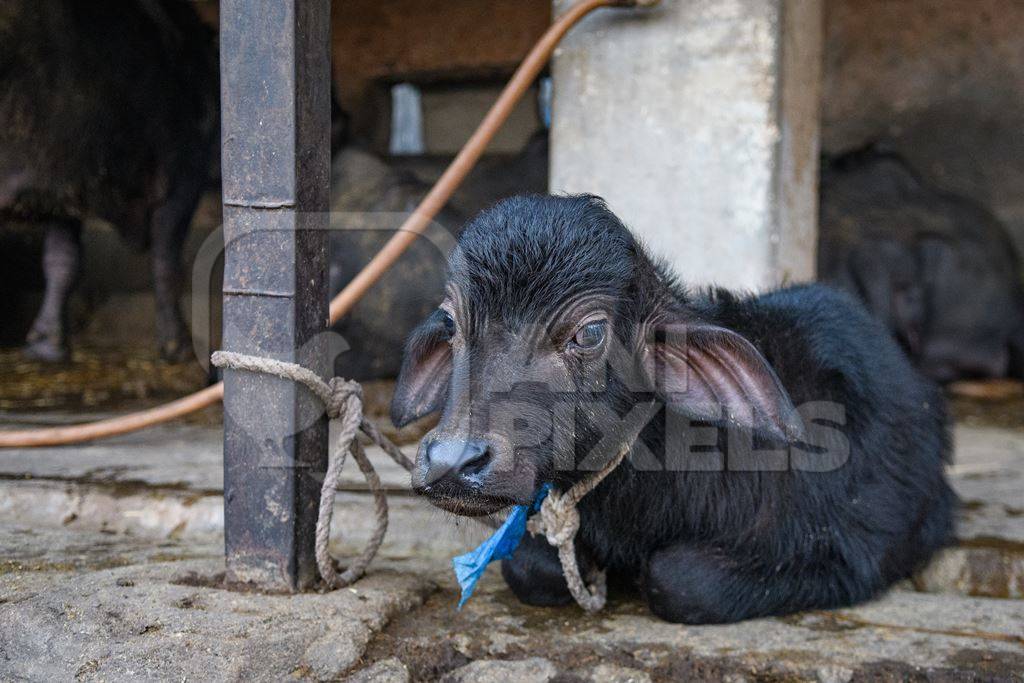 Sad farmed Indian buffalo calf tied up away from the mother, with a line of chained female buffaloes in the background on an urban dairy farm or tabela, Aarey milk colony, Mumbai, India, 2023