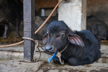 Sad farmed Indian buffalo calf tied up away from the mother, with a line of chained female buffaloes in the background on an urban dairy farm or tabela, Aarey milk colony, Mumbai, India, 2023