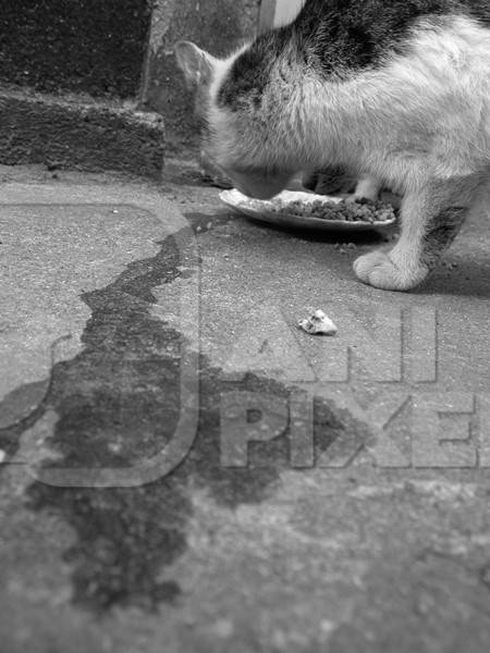 Street cat eating food from bowl in black and white