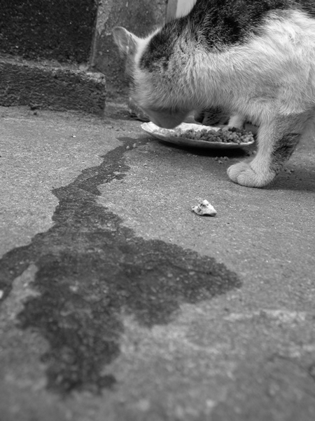 Street cat eating food from bowl in black and white