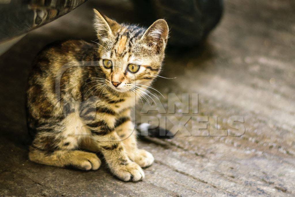 Small cute stray tabby kitten on street in Mumbai