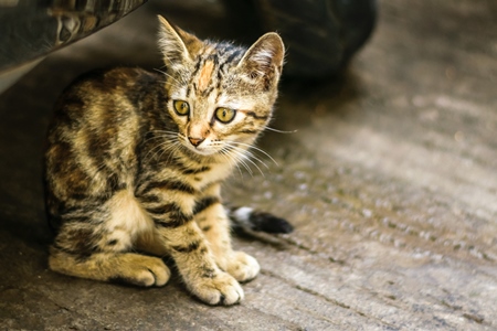 Small cute stray tabby kitten on street in Mumbai