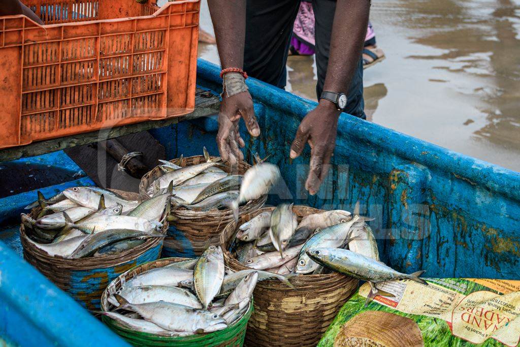 Fishermen filling baskets of Indian fish at Malvan fish market on beach in Malvan, Maharashtra, India, 2022