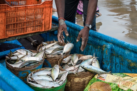 Fishermen filling baskets of Indian fish at Malvan fish market on beach in Malvan, Maharashtra, India, 2022