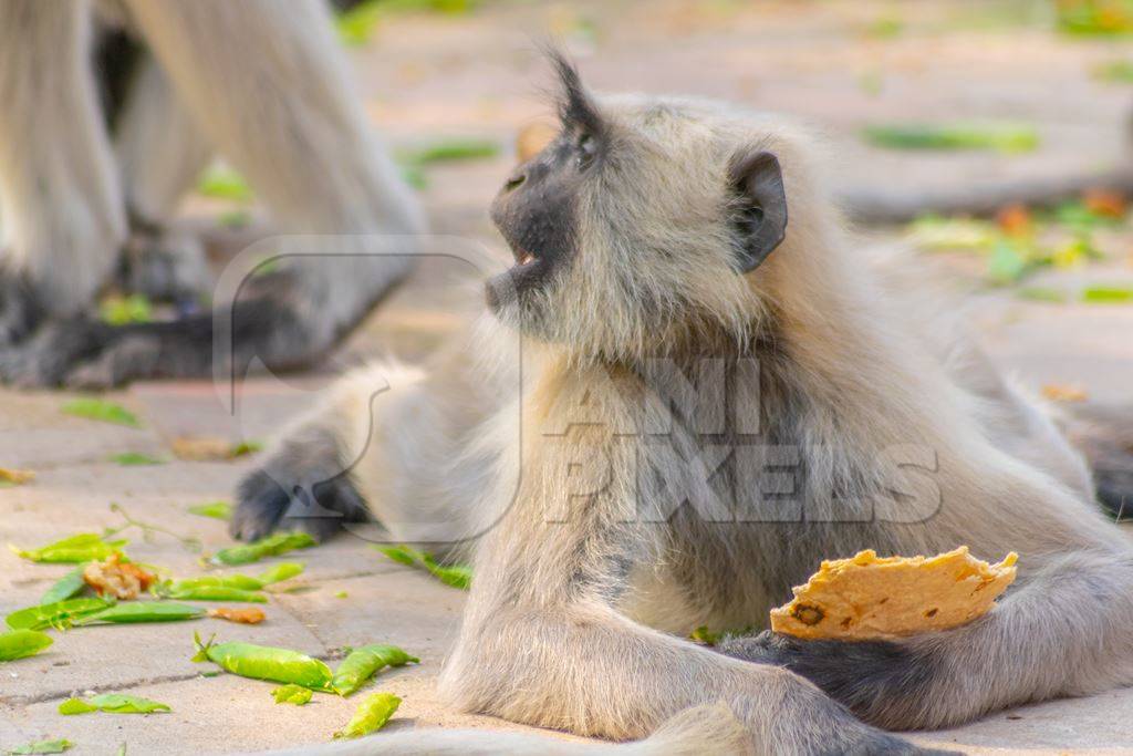 Indian gray or hanuman langur monkey eating in Mandore Gardens in the city of Jodhpur in Rajasthan in India