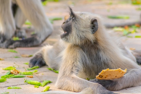 Indian gray or hanuman langur monkey eating in Mandore Gardens in the city of Jodhpur in Rajasthan in India