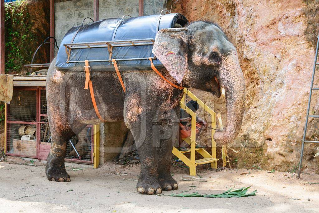 Elephant used for tourist rides in the hills of Munnar in Kerala