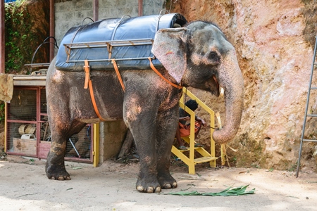 Elephant used for tourist rides in the hills of Munnar in Kerala