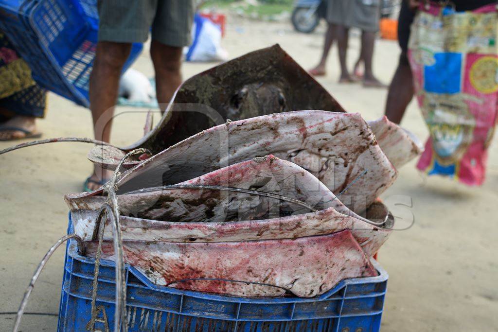 Dead Indian stingray fish loaded into crates at Malvan fish market on beach in Malvan, Maharashtra, India, 2022