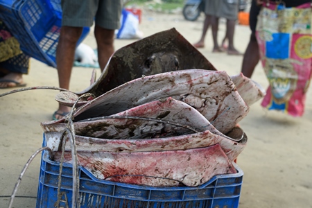 Dead Indian stingray fish loaded into crates at Malvan fish market on beach in Malvan, Maharashtra, India, 2022