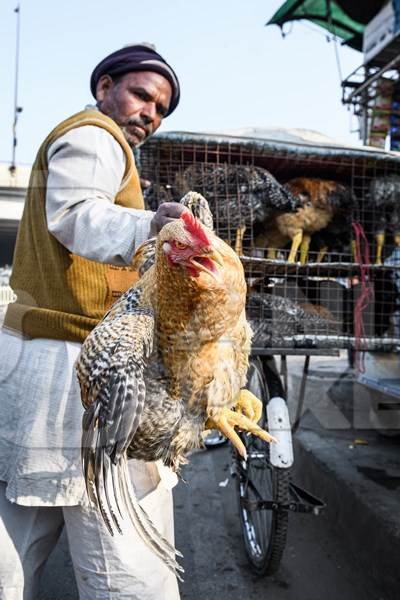 Man handling Indian chicken or hen by the wings  at Ghazipur murga mandi, Ghazipur, Delhi, India, 2022