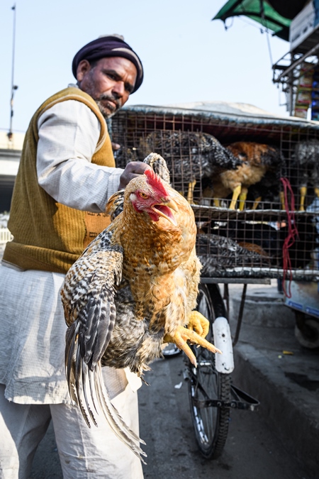 Man handling Indian chicken or hen by the wings  at Ghazipur murga mandi, Ghazipur, Delhi, India, 2022