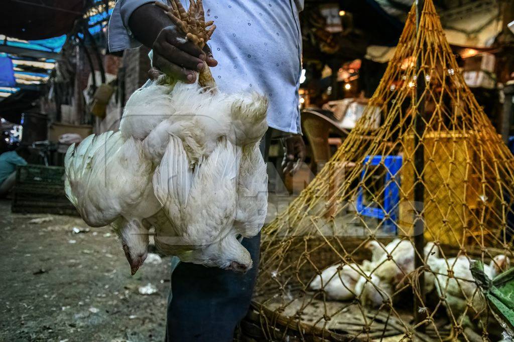 Man holding bunches of chickens upside down and baskets of chickens at the chicken meat market inside New Market, Kolkata, India, 2022