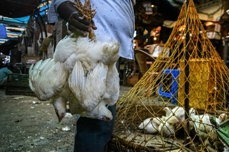 Man holding bunches of chickens upside down and baskets of chickens at the chicken meat market inside New Market, Kolkata, India, 2022