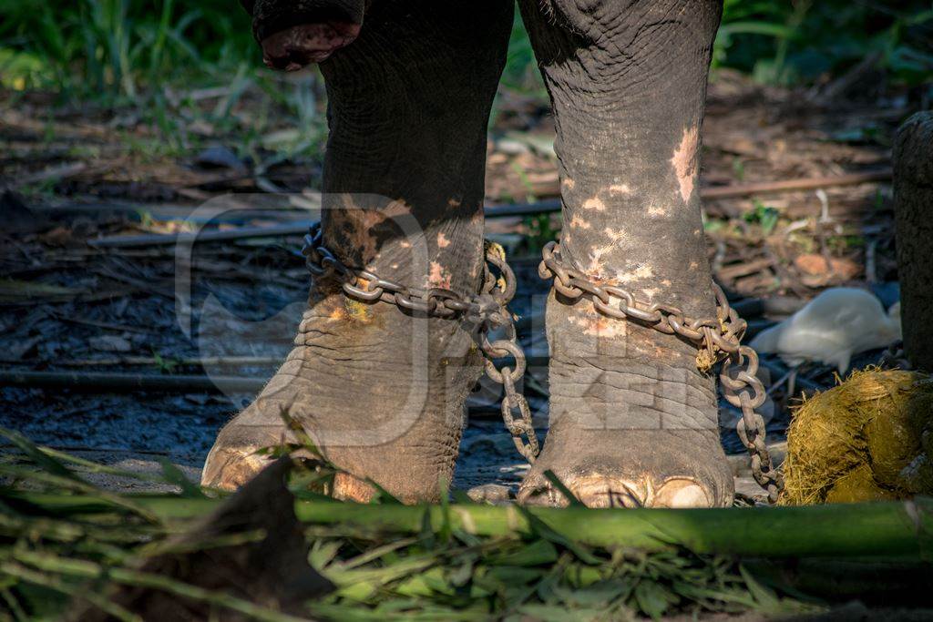 Captive elephant in chains at an elephant camp in Guruvayur in Kerala to be used for temples and religious festivals