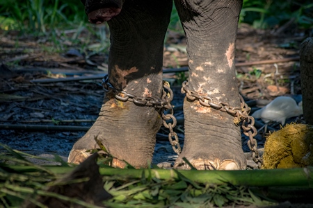 Captive elephant in chains at an elephant camp in Guruvayur in Kerala to be used for temples and religious festivals