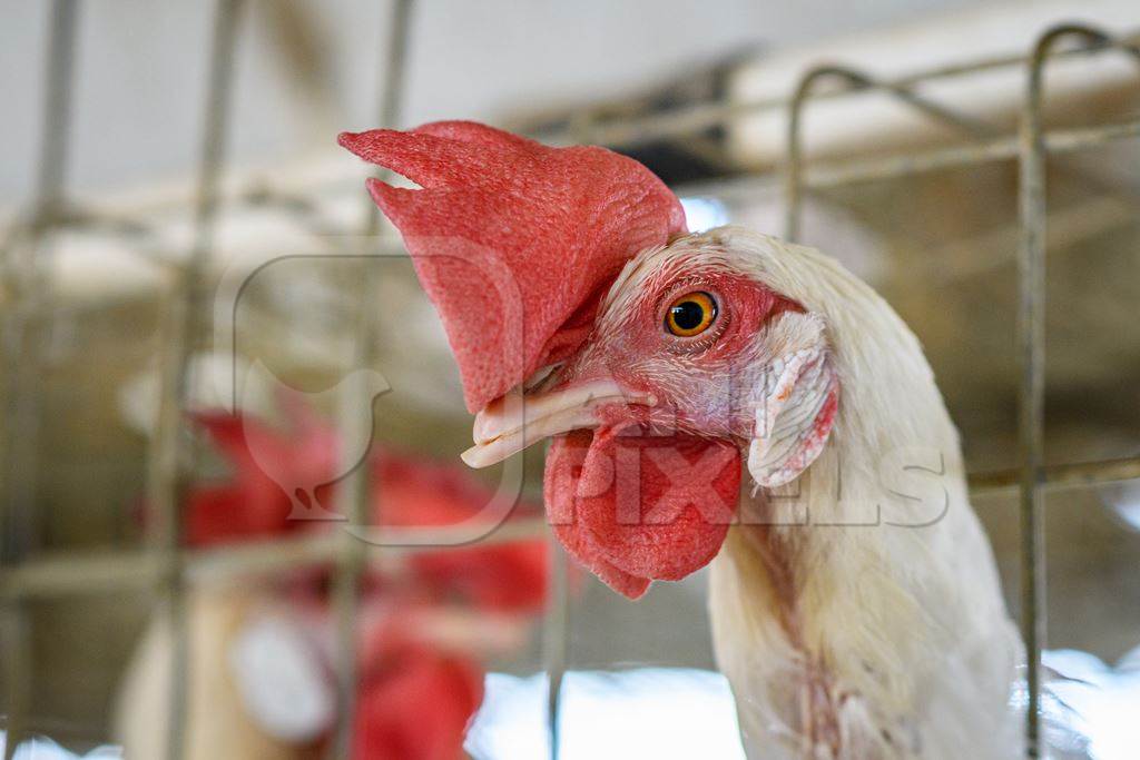 Indian chicken or laying hen with mutilated beak in small battery cage on an layer hen farm or egg farm in Maharashtra, India, 2022