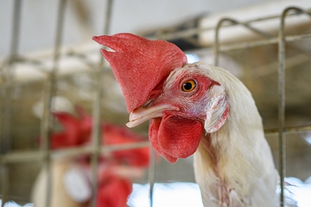 Indian chicken or laying hen with mutilated beak in small battery cage on an layer hen farm or egg farm in Maharashtra, India, 2022