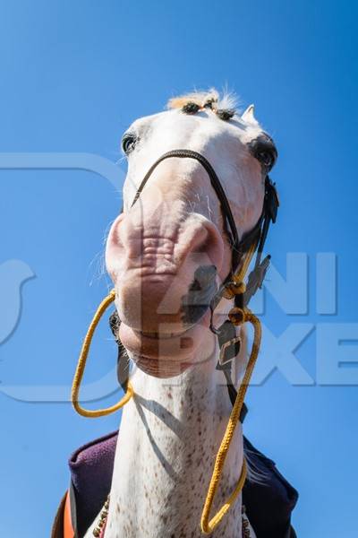 Close up of head of white horse used for tourist rides  with blue sky background