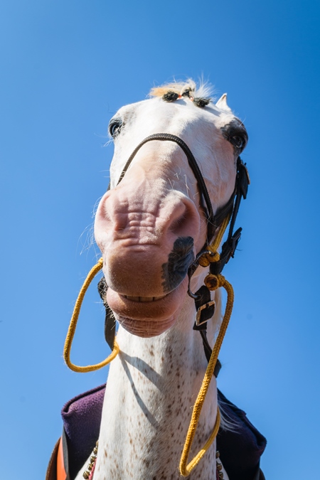 Close up of head of white horse used for tourist rides  with blue sky background