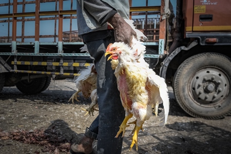 Worker carrying Indian broiler chickens by the wings at Ghazipur murga mandi, Ghazipur, Delhi, India, 2022