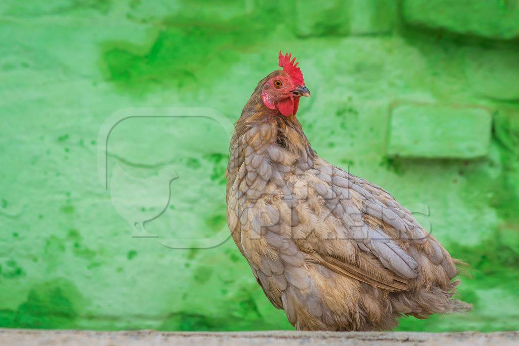 Free range chicken in a rural village in Bihar in India with green background
