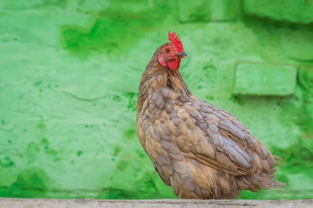 Free range chicken in a rural village in Bihar in India with green background