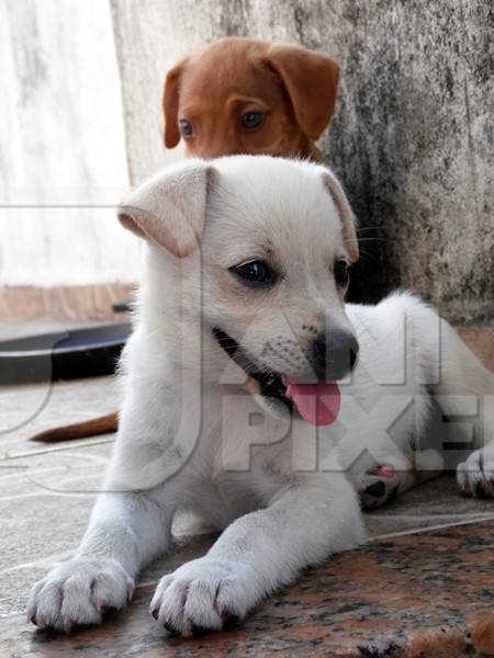 Two street puppies sitting on ground
