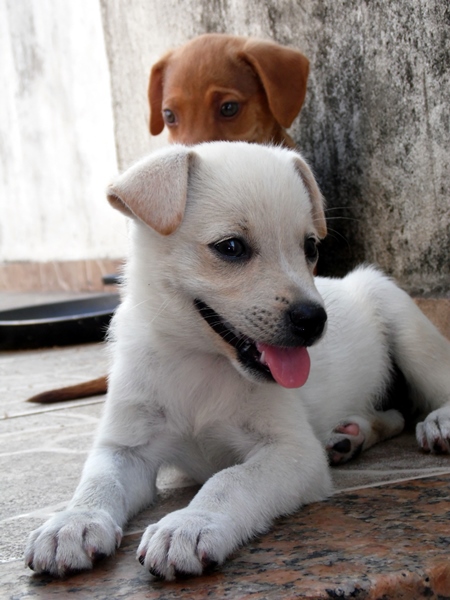 Two street puppies sitting on ground