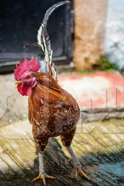 Free range cockerel or rooster walking in the street