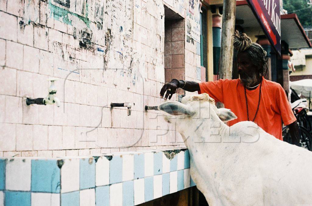 Thirsty street cow drinking water from street tap