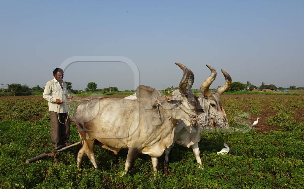 Kankrej bullocks in Gujurat pulling a plough through a field with farmer