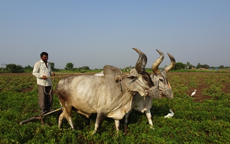 Kankrej bullocks in Gujurat pulling a plough through a field with farmer