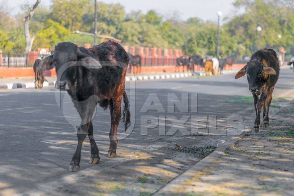 Indian street cows and bullocks on the road in an urban city in Rajasthan in India