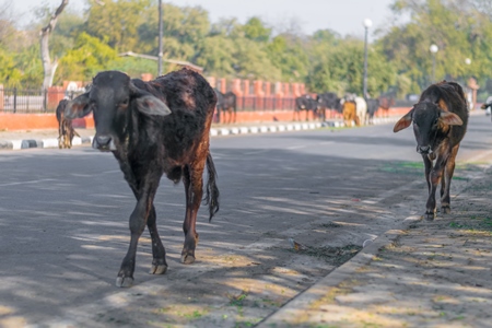 Indian street cows and bullocks on the road in an urban city in Rajasthan in India
