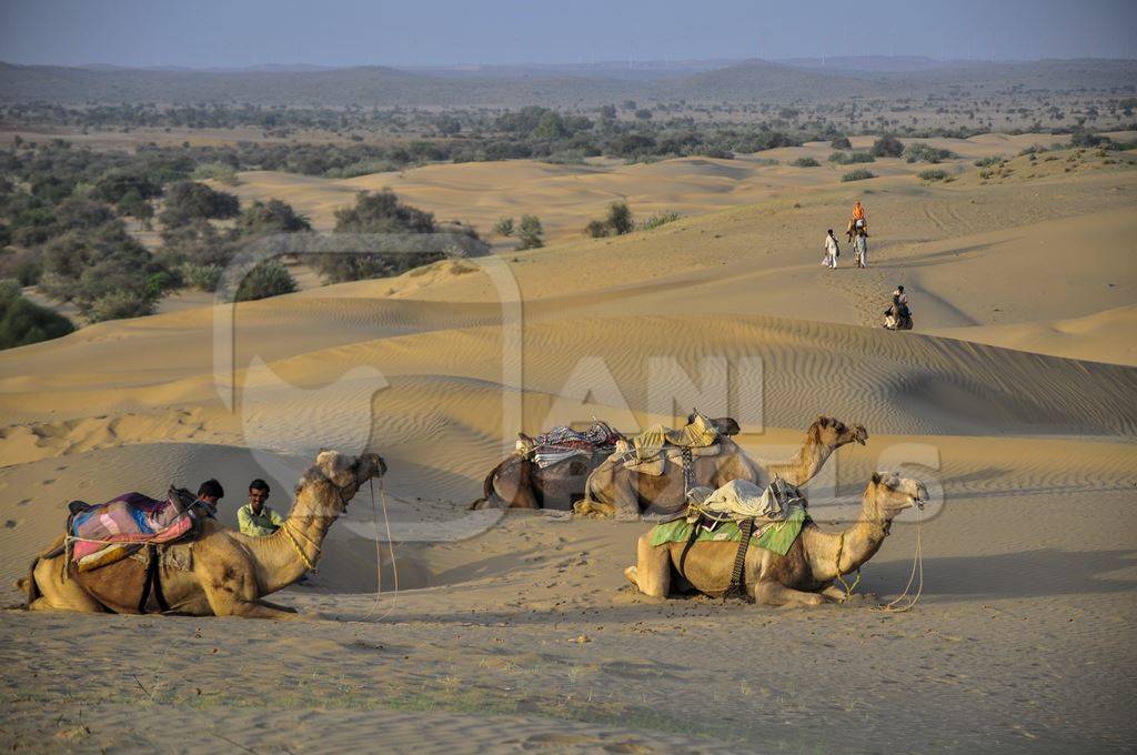Camels sitting on the desert sands with men