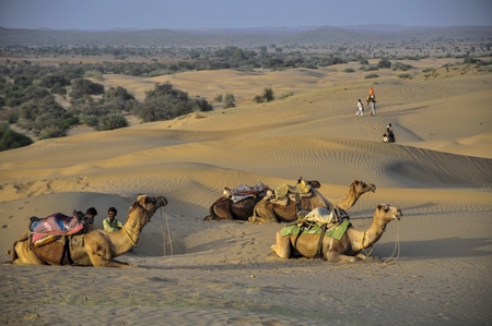 Camels sitting on the desert sands with men
