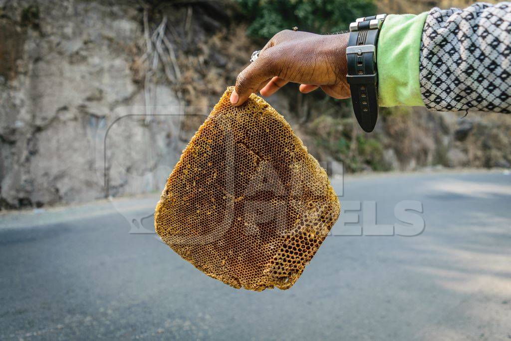 Pieces of yellow honeycomb with dead honey bees visible on sale on the side of the road